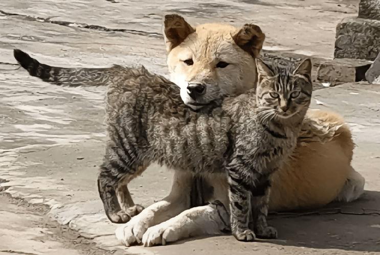 猫狗识别数据集5