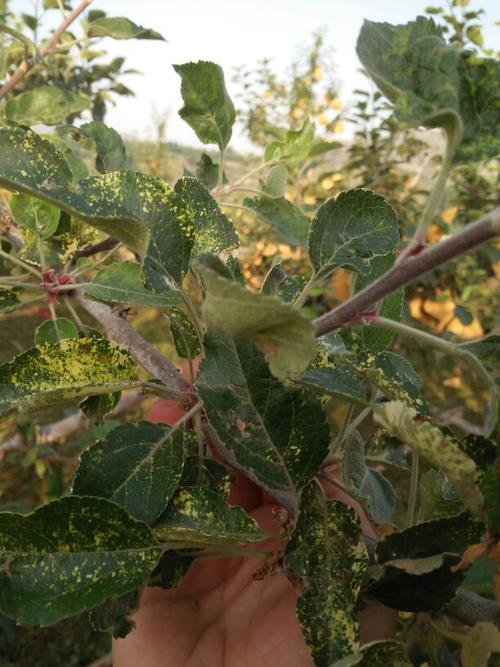 AppleLeaf9（包含健康苹果叶片和8类苹果叶部病害）数据集