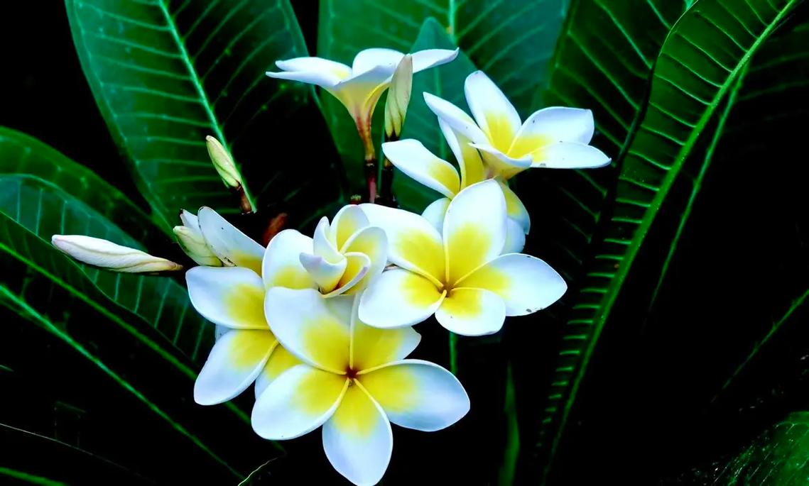 花卉数据集