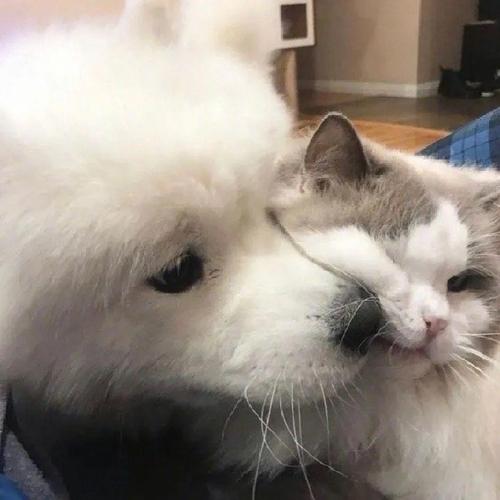猫狗分类数据集20