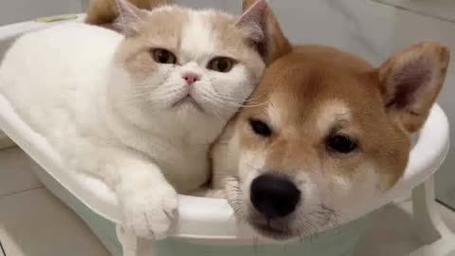 猫猫狗狗数据集3
