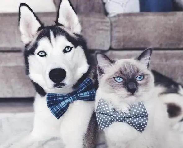 猫狗数据集9