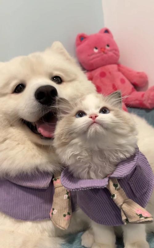 猫狗分类数据集22