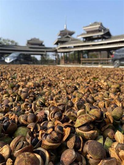 油茶voc数据集
