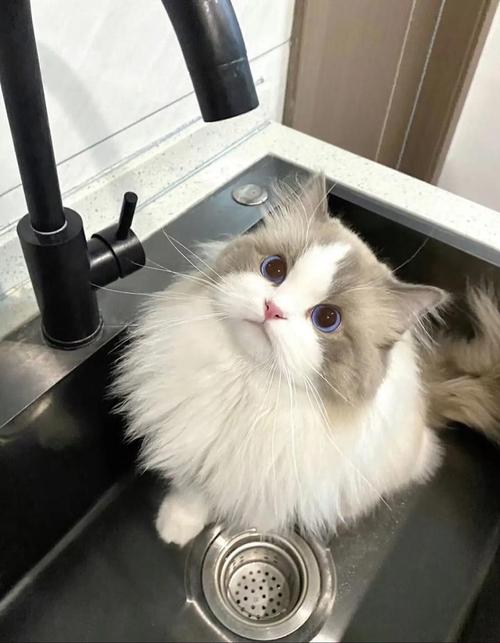 布偶猫数据集