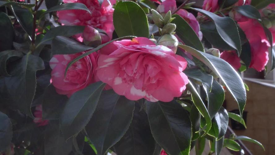 鲜花数据集3