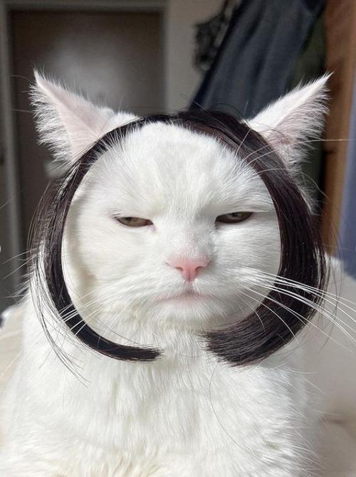 猫脸识别数据集2
