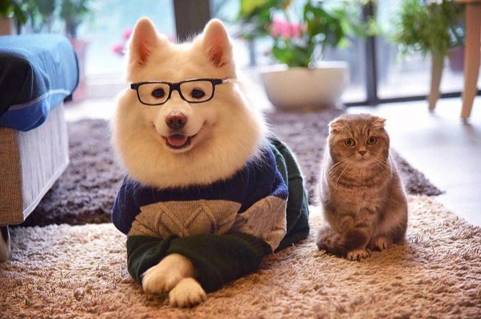 猫狗数据集10