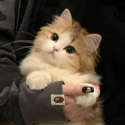一个用于猫识别的小数据集
