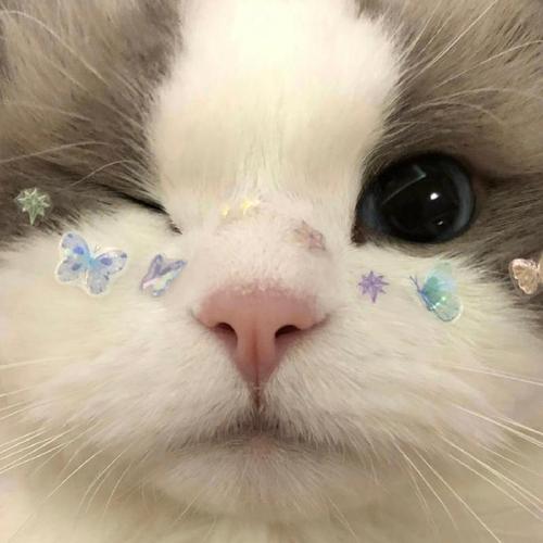 猫脸和部分狗脸数据集