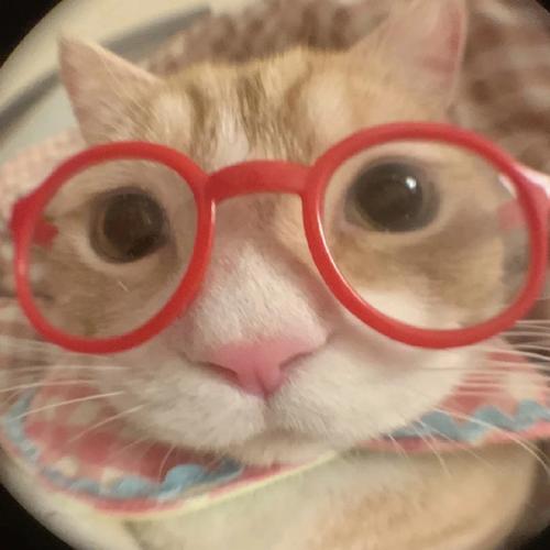 猫脸识别数据集3