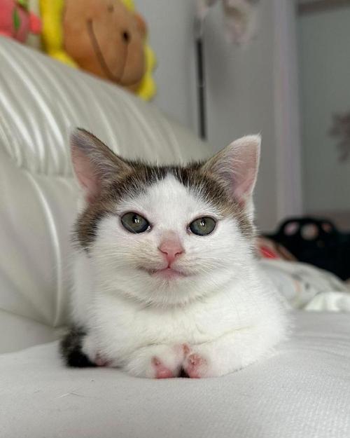 猫十二分类新手考试数据集