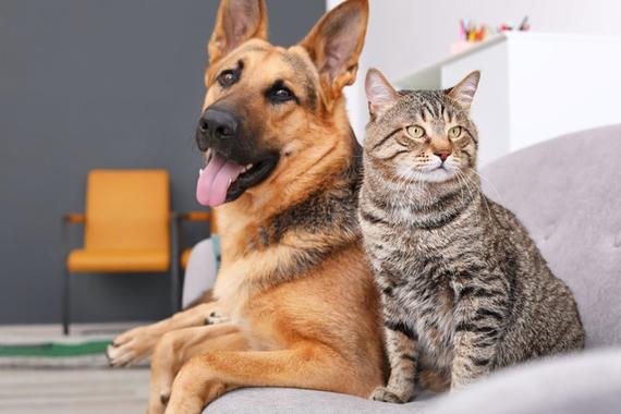 猫狗分类练习数据集