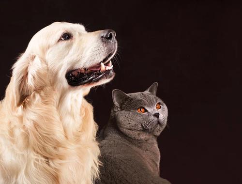 猫狗分类数据集