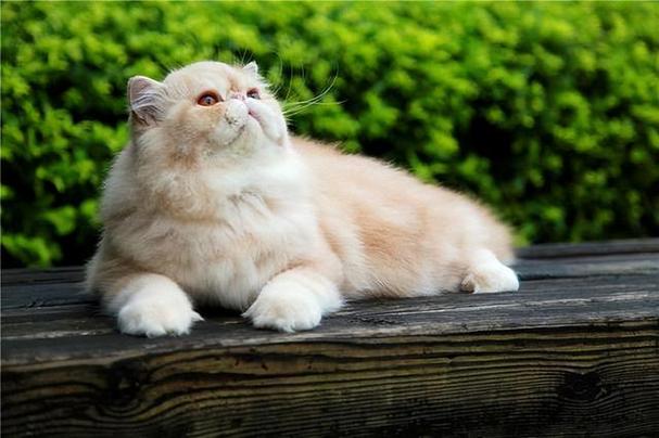 猫咪图片数据集