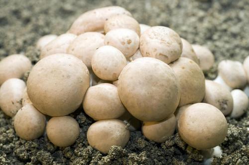 蘑菇分类数据集Mushroom Classification archive