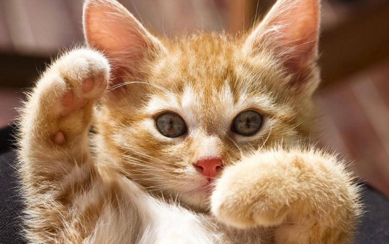 猫12分类数据集