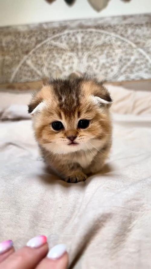 4种小猫图片数据集