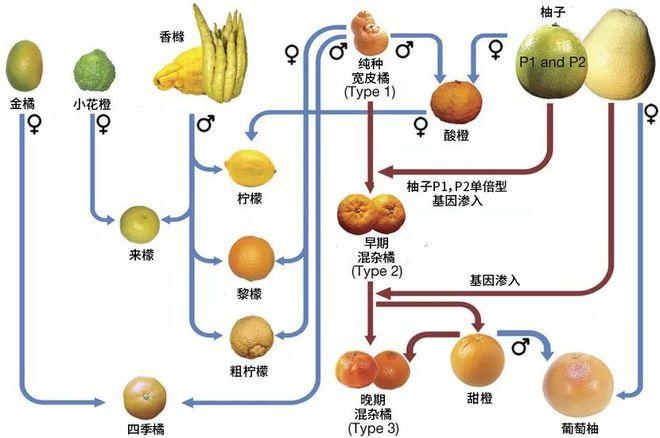 柠檬分类数据集1