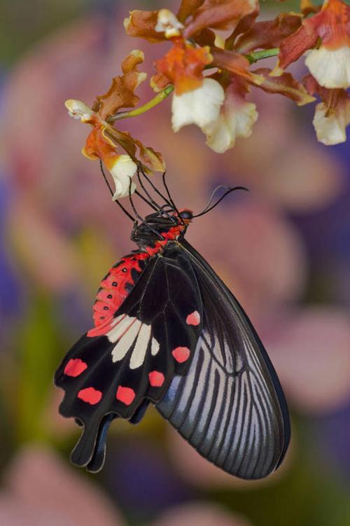 Butterfly20类蝴蝶分类数据集1