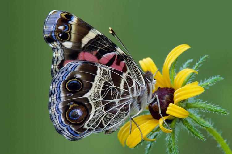 Butterfly20类蝴蝶分类数据集2
