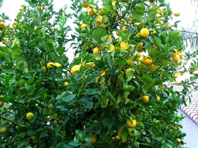 Lemon4柠檬分类数据集