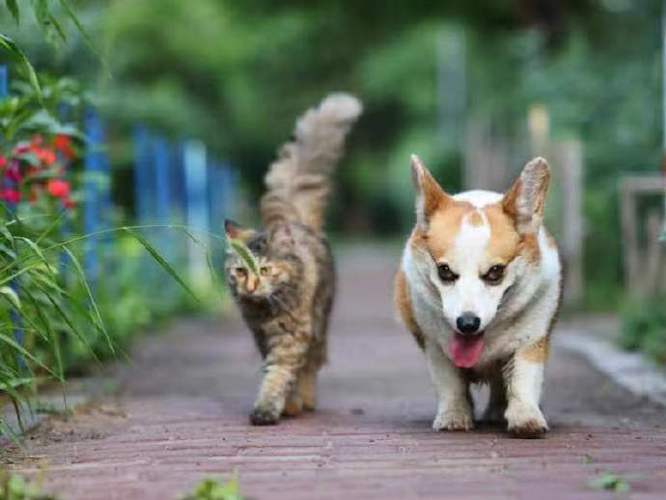 使用keras预训练模型完成猫狗识别数据集
