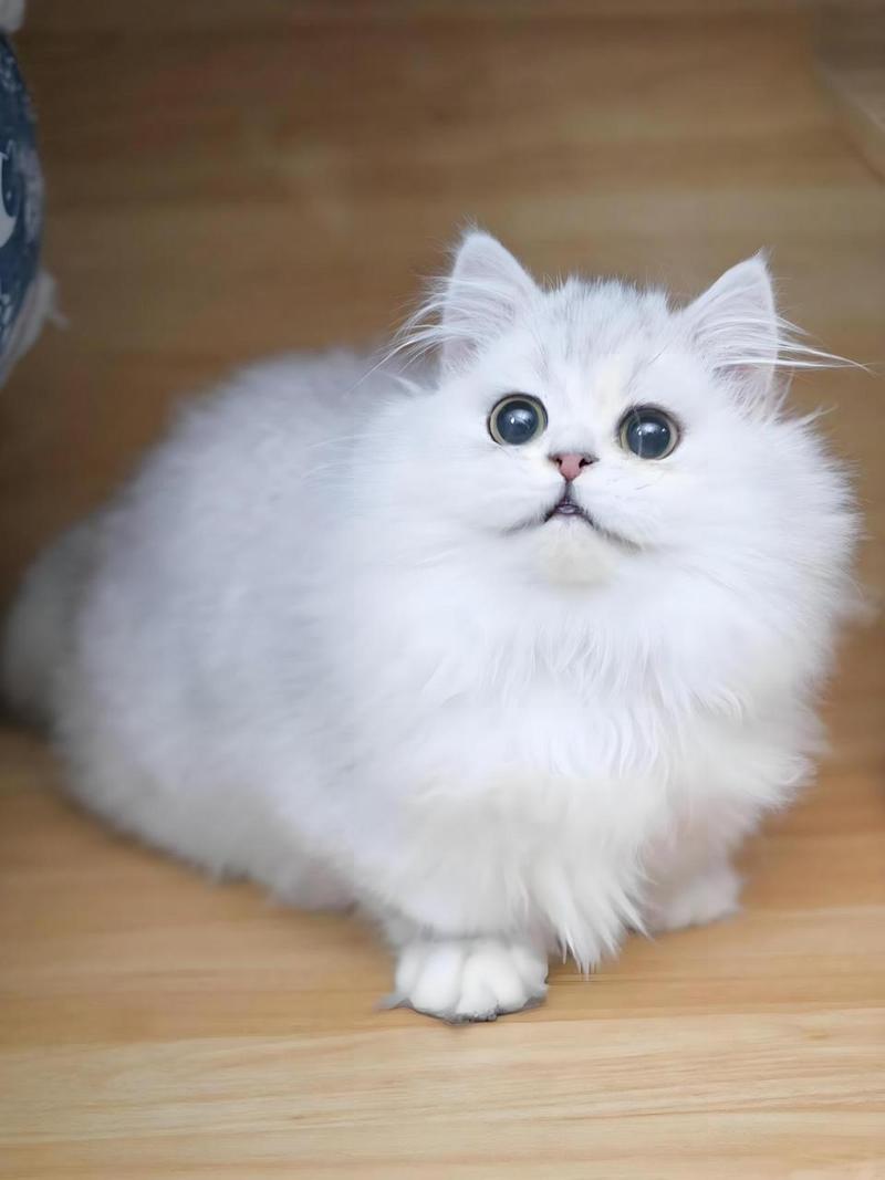猫十二分类训练预测数据集