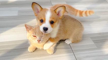 猫狗分类数据集2