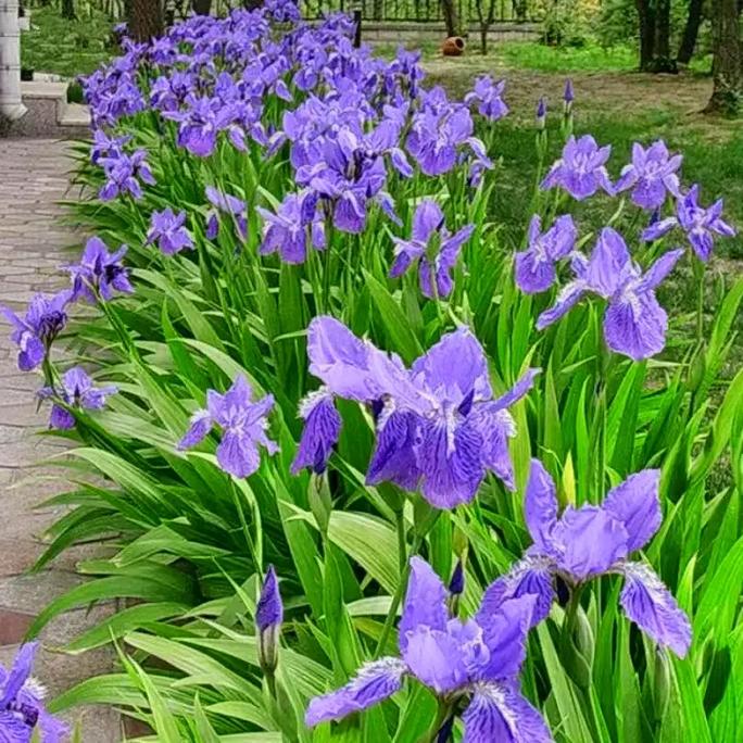 鸢尾花数据集arff版本