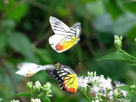 butterflies数据集