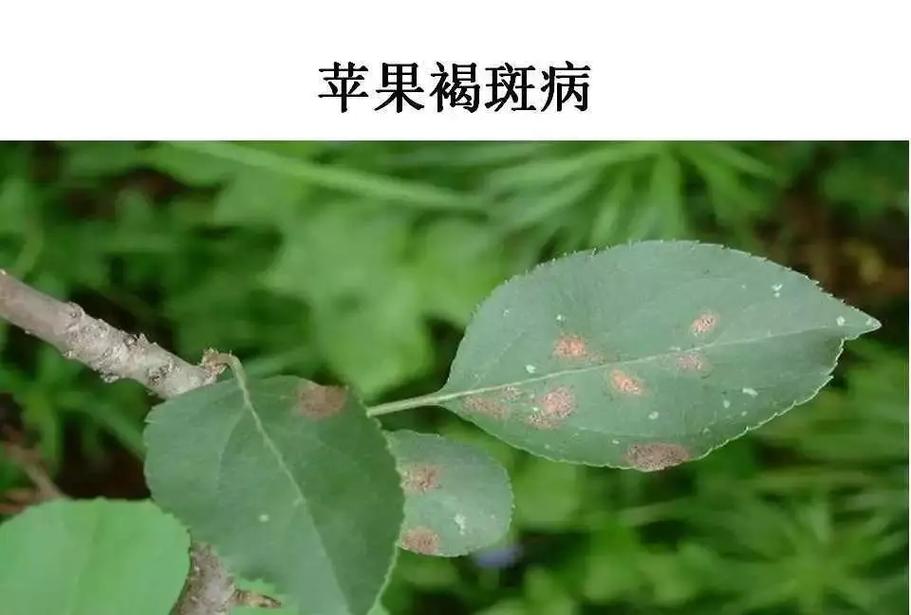 苹果叶部病害测试数据集