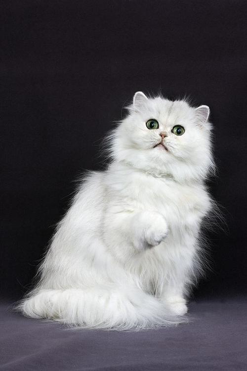 猫的十二分类数据集