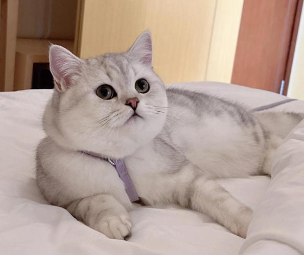 猫猫分类数据集