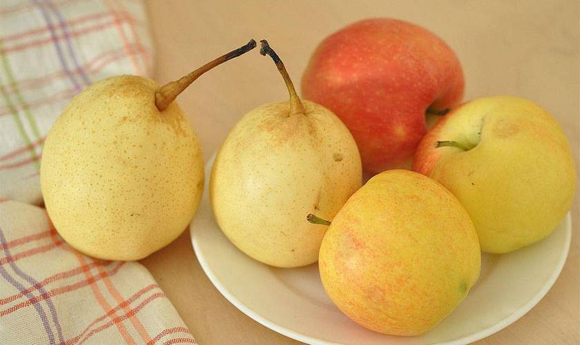 Apple_Pear苹果和梨子数据集