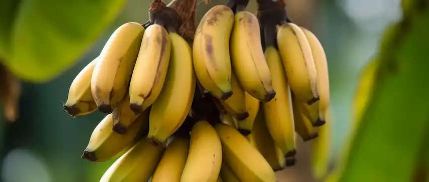 蕉类检测数据集