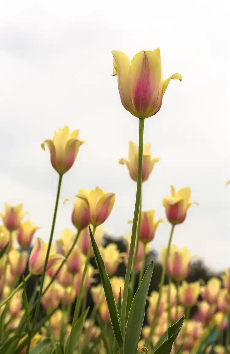 flower2数据集