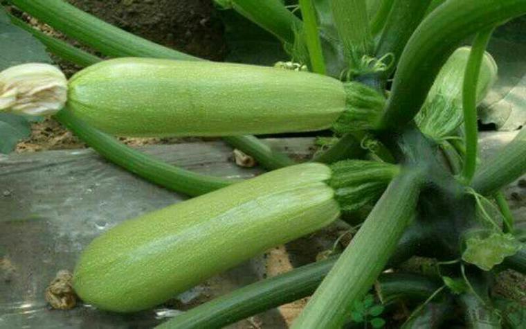 蔬菜分类数据集