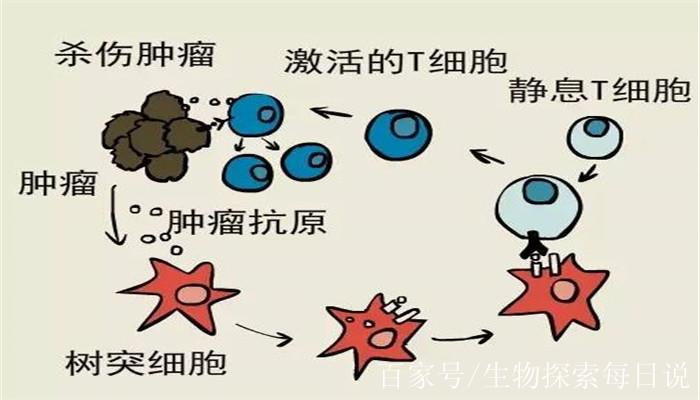胃癌数据集