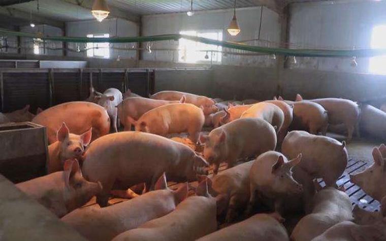 Edinburgh_Pig_Behavior_Video_Dataset_2数据集