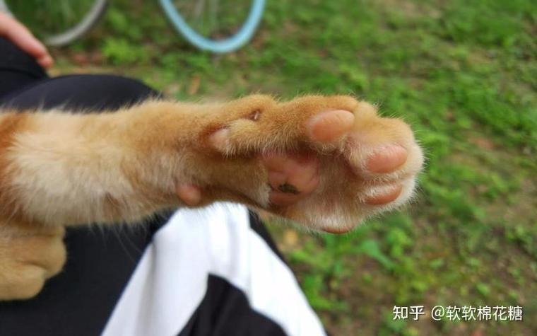 猫狗数据集