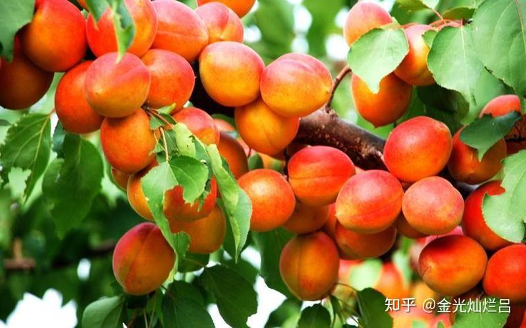 四种水果——图像分类数据集