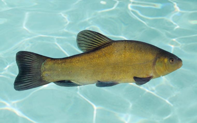 fish数据集