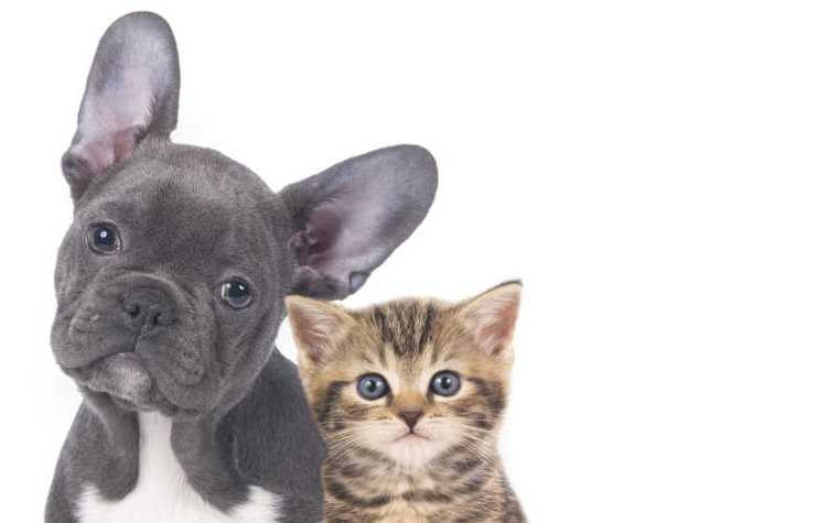 catdog数据集