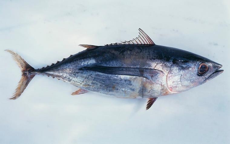 Fish Recognition Ground-Truth data数据集