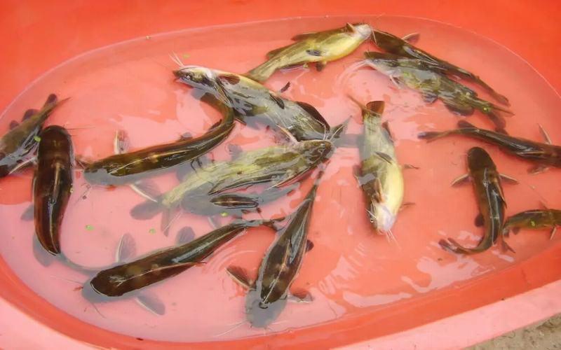 fish_image23数据集