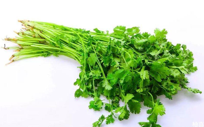 白菜数据集