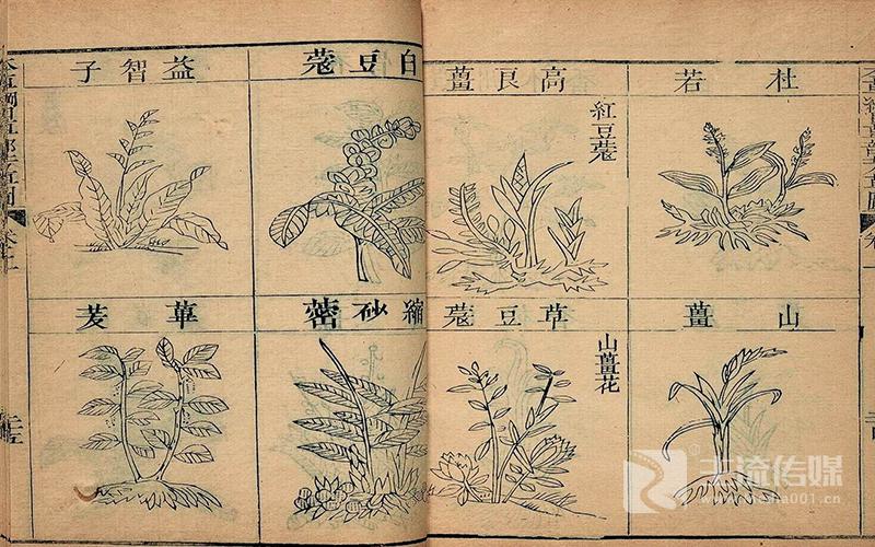 中药材识别数据集