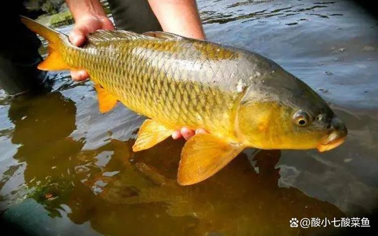fish数据集2