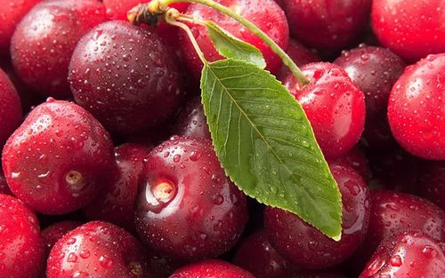 fruit数据集4
